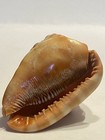 Bull’s Mouth Helmet Conch Shell - Natural & 3 Florida Fighting Conch Shells — photo 7