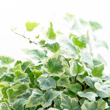 Large Evergreen English Ivy Gold Plants - Ready to Plant in Your Garden