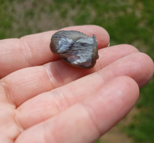 FLEXICALYMENE TRILOBITE FOSSIL - OHIO USA 12 - Picture 4 of 10
