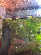 Live Guppy Fry 2 Pack