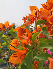 3 Fire Opal Bougainvillea Live Plants – 4–6" Tall – Rooted in Soil – No Pot