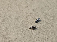 Lot Of 2 NOS Elgin 16s DR 2532 Balance Staffs Parts