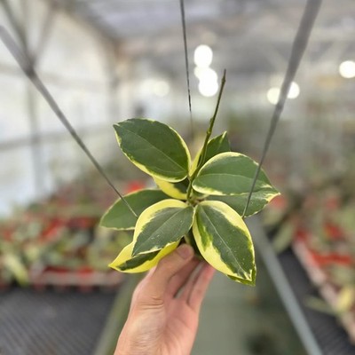 Real Picture Hoya Verticillata Quang Ngai Rare Plant