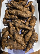 Jerusalem Artichoke 'Fuseau' - 10 Organic tubers - Only £11.99 with FREE P & P!