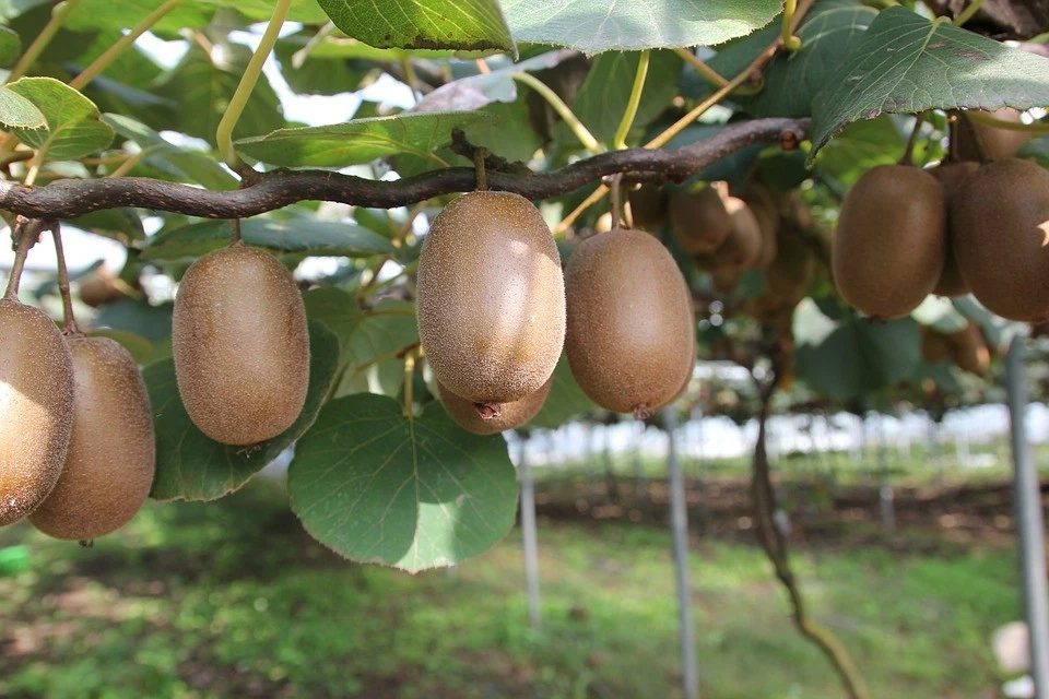 2 x winterharte Kiwi-Bäume schnellwüchsige exotische Pflanzen im für den Garten