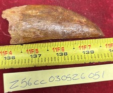 Rare Carcharodontosaurus Dinosaur Tooth T Rex Cousin 95 Mil Yrs Fossil 3 3/4”