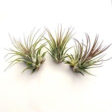 Air Plant Ionantha 3"-4" 3PK