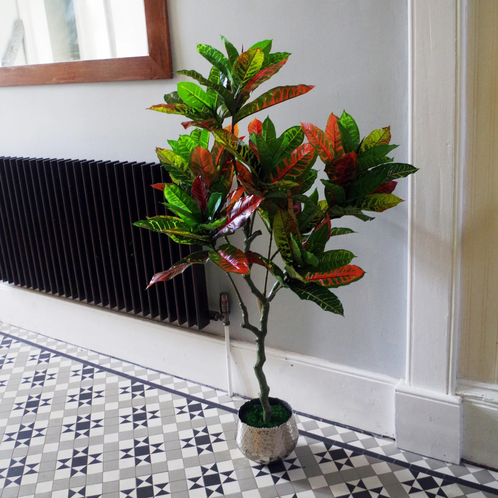 130cm Codiaeum - 40261