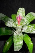 Bromeliad Aechmea Fasciata 6 inch pot