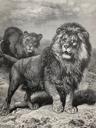 Engraving Bookplate Art Drawing Lion Lioness Royal Natural History Print 1896 BW