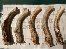 Dog Chew X-Large Deer Antler Chew 1pc All Natural Organic Busy Chewers