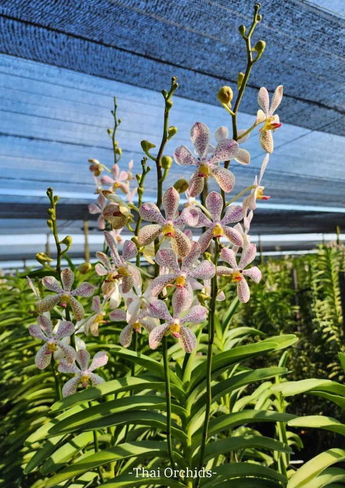 3 Ramas Mokara Christin Blanco ORCHIDACEAE Punto Blanco Color Púrpura Foto 2 de 4