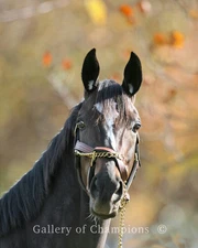 Zenyatta Portrait #2 Photo 8" x 10 - 24" x 30" 