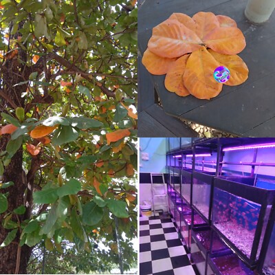 50Pcs Indian Almond Catappa Leaves Ketapang Leaf Shrimp Betta Fish Aquarium