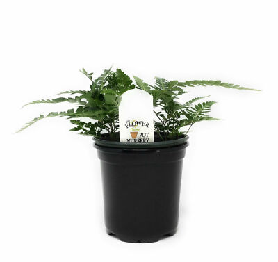 bio dnger compo COMPO BIO Universal Langzeit-Dnger mit Schafwolle kaufen
