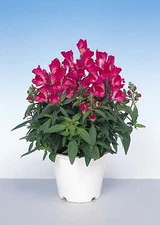 Snapdragon Floral Showers Fuchsia    1,000 seeds