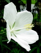 Hibiscus coccineus Alba  White  Texas Star  Rose Mallow  10 Seeds