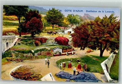38165232 - Lavendelernte an der Cote dAzur Destillation Werbung Parfuemerie