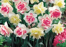 3 - DAFFODIL DOUBLE DUO Narcissus Flower Bulb Mixture - Gorgeous Mix Of Blooms
