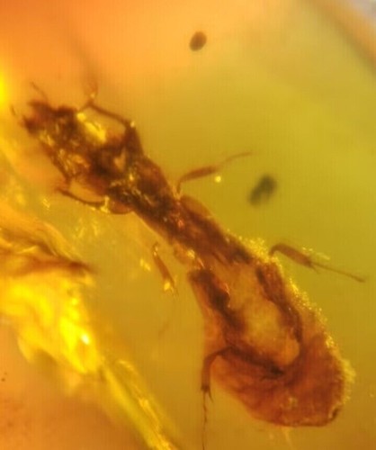 MA110 Extinto Passalopalpidae de 99 millones años, ámbar fósil Cretácico!!! - Picture 4 of 10
