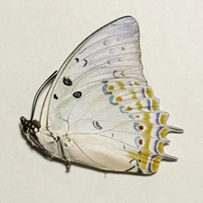White Jewel Nawab - Polyura delphis concha butterfly unmounted specimen A1