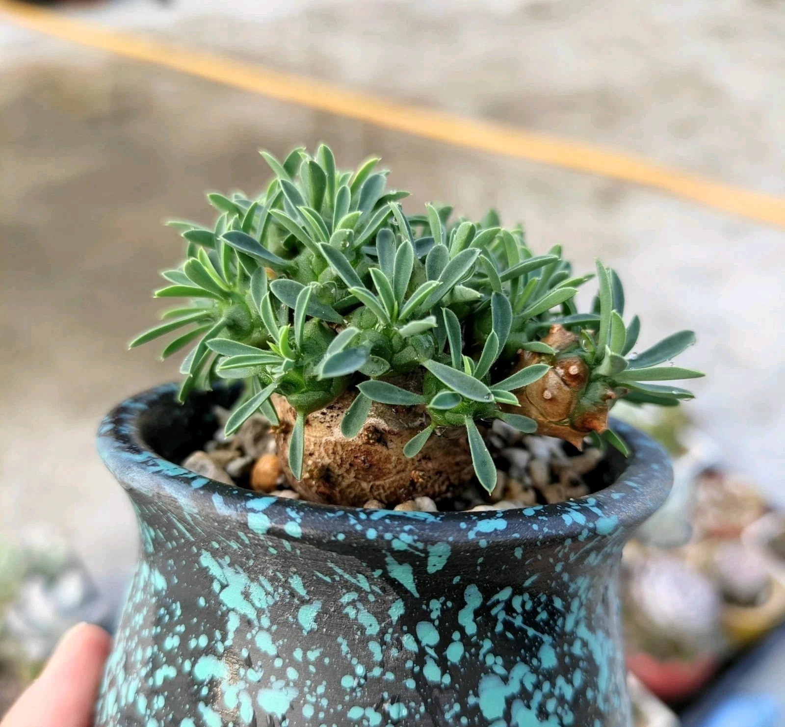 Euphorbia 'Gabisan display in 7cm pot Succulent plant 5
Opens in a new window or tab