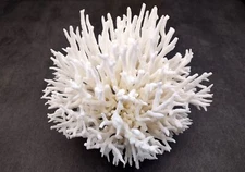 White Birdsnest Coral Cluster Seriatopora Hystrix (1 coral approx. 5-6+ inches)