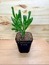 Succulent - Crassula ovata Gollum (Ogre Ear Jade)  - Live Plant  2in Pot - #002