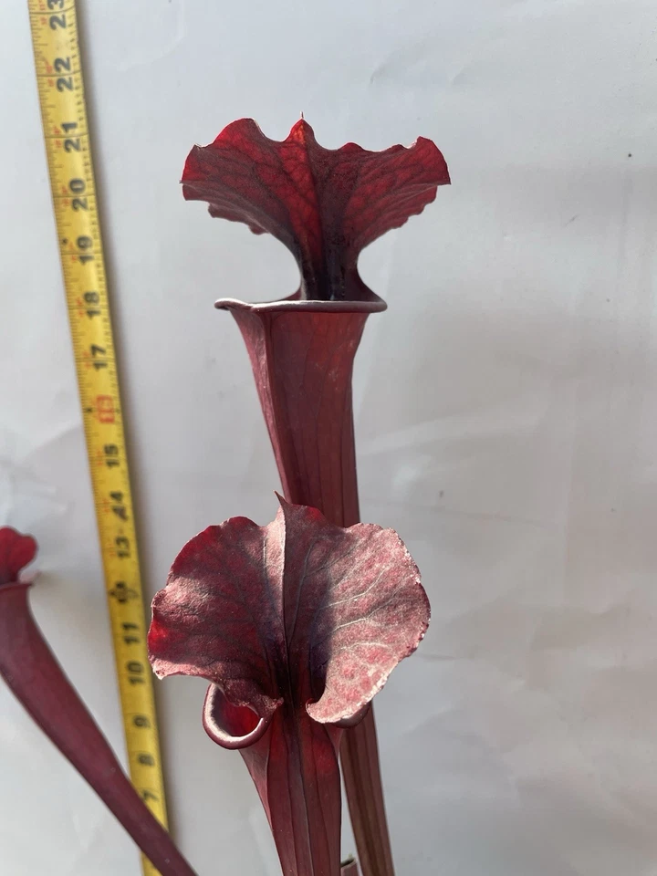 Sarracenia - “Cornerstone” - Exclusivo PEC! - Imagem 3 de 4