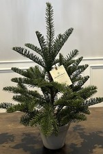Hogar y Mano 22" ABETO EN MACETA ÁRBOL ARTIFICIAL Objetivo MAGNOLIA Decoración de Navidad
