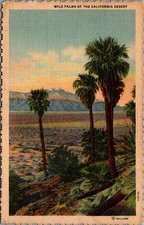 Vintage California Desert Wild Palms Linen Postcard 1973 Palm Springs Willard
