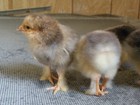 12+6 BUFF BRAHMA FERTILE HATCHING EGGS (LARGE BREED) — photo 2