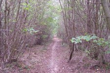 Photo 6x4 Footpath in Timber Wood Tyler Hill This path heads northwards t c2009