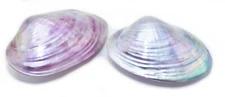 Set of 2 Dyed Purple Clam Shells (Whole Shell) 4-5" Polished Beach Decor Crafts