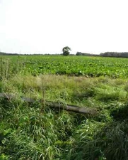 Photo 12x8 Sugar beet field opposite Manor House Farm North Cliffe  c2014