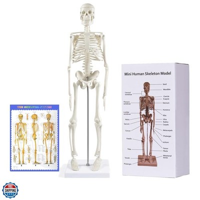 Human Skeleton Model for Anatomy: 17  Human Skeleton Model with Movable Arms ...