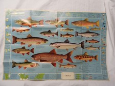 Vintage TROUT Poster - 1970 - III Tre Tryckare, Gothenburg Sweden - 32x22 - Fair