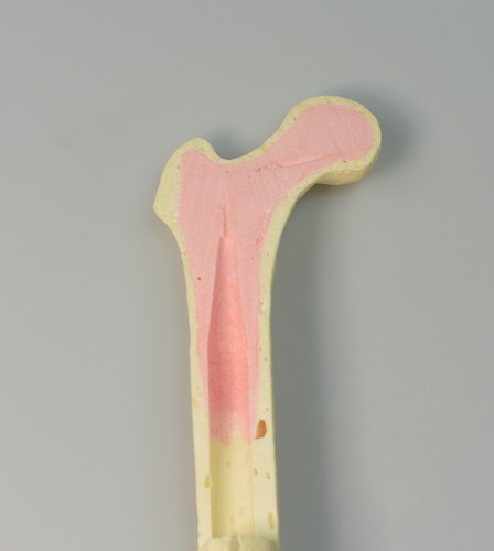 Femur simulation practice bone Orthopedic model Bionic bone Surgical Training - Picture 4 of 15