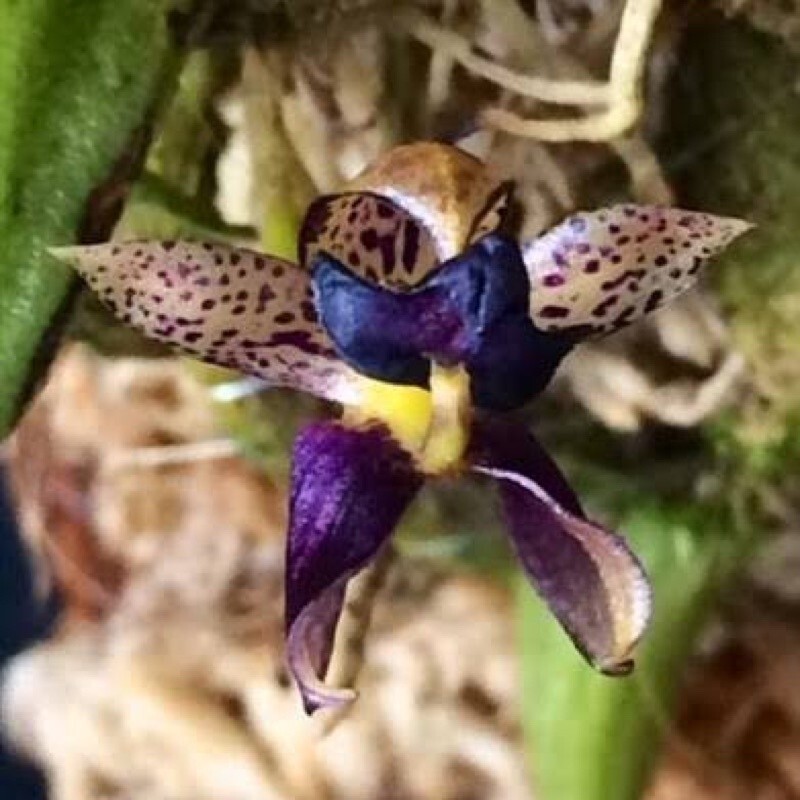 Bulbophyllum Ecornutum Free Phyto