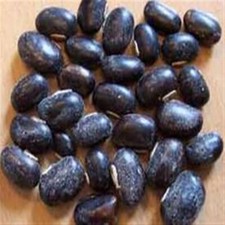 Mucuna pruriens black Kaunch Beej whole Cowhage cowitch.Velvet Bean Buffalo bean