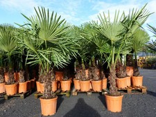 XXL Palme winterhart 160