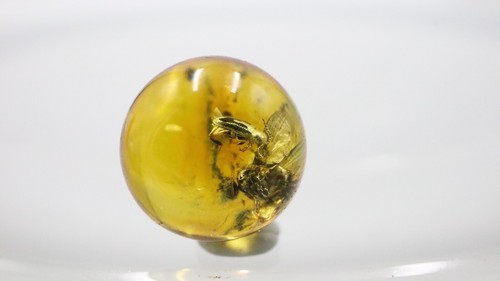 Amber Bead 8.43 mm NOT DRILLED Sphere with Rare Insect trapped for Million Years - Imagen 3 de 11