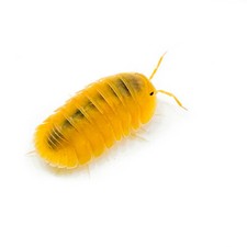 Isopod Factory 6 Cubaris Sp. Orange Freezy Isopods Bioactive Clean Up Crew
