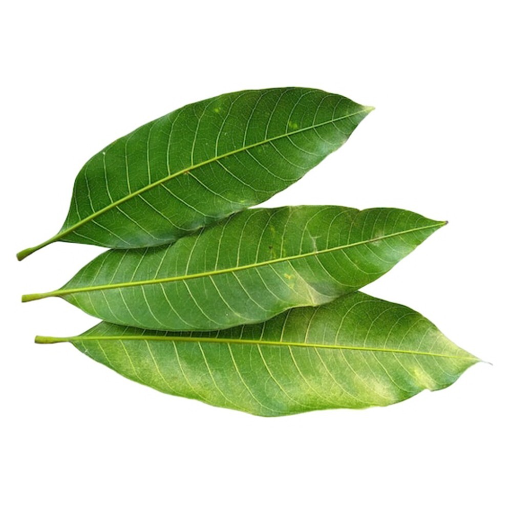 1000+ Dried Mango Leaves Drink for Diabetes Lower Blood Pressure