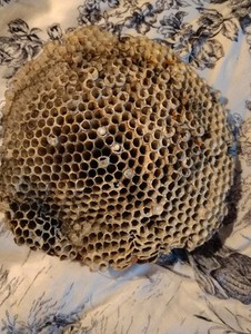 Wasp Nest Hornets Paper Wasp Bee Hive Nest Real Fragile 10”