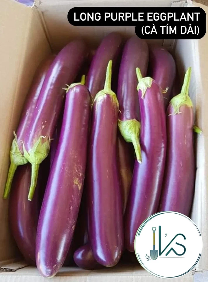 Eggplant Seeds(White+Purple Round/Long Purple/Green Thai) Cà Pháo/ Cà tím/Cà dĩa - Image 4 of 4