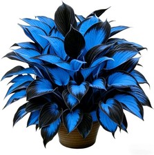 Hosta Seeds for Planting, 210 pcs Rare Perennial Hosta Flower Seeds Plants, Non-