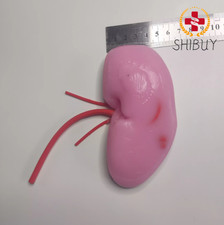 Ejercicio de entrenamiento de simulación laparoscópica para el departamento de Nefrología y Urología