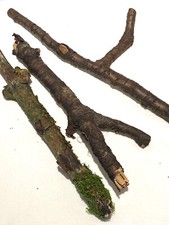 Rainforest Moss, Branches, Pods & More Vivarium terrarium Decoration Accessories