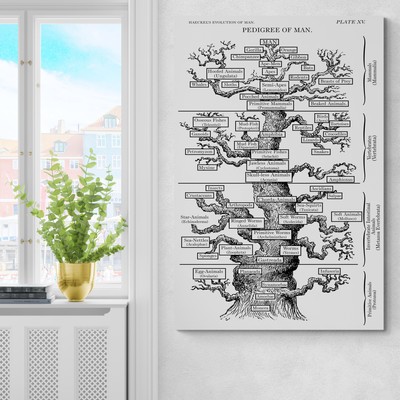 19th Century Haeckel Pedigree of Man   Evolutionary Tree of Life Art Print